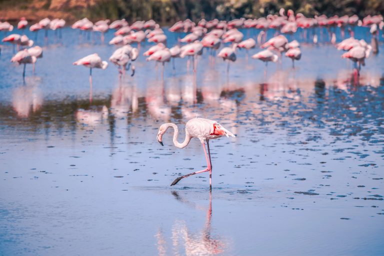 Le Cailar, capitale de la Petite Camargue